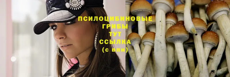 Псилоцибиновые грибы Psilocybine cubensis  даркнет сайт  Порхов 